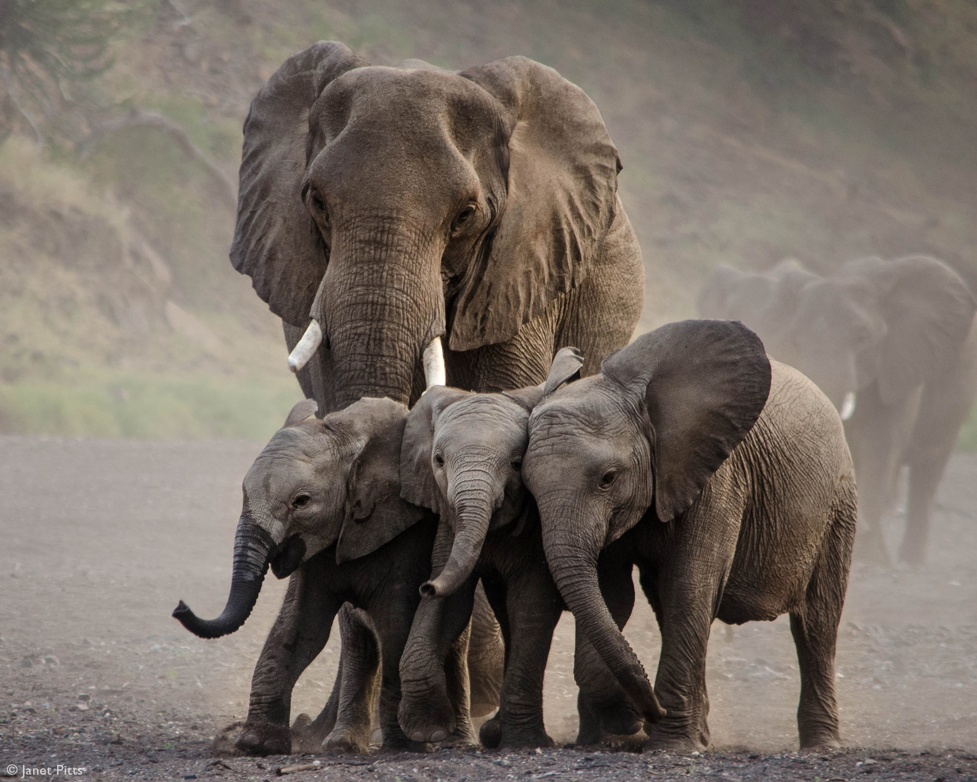 Elephant herd photographed in the field