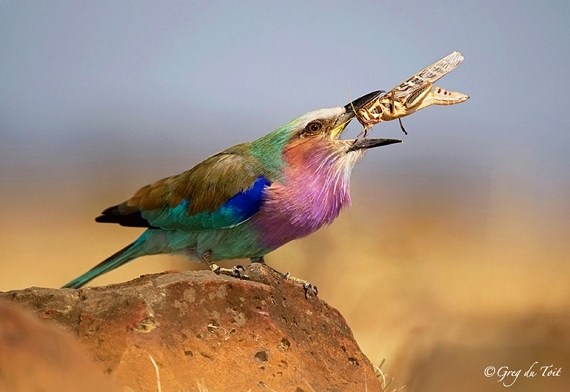 Lilac-breasted roller with its catch